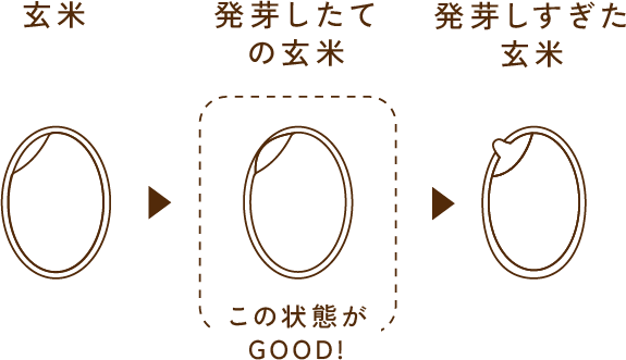 発芽したての玄米 この状態がGOOD!